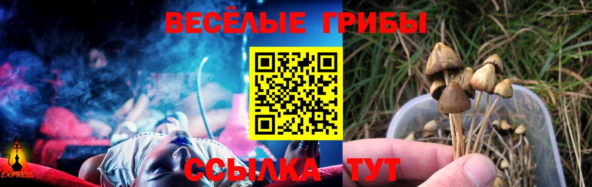 Псилоцибиновые грибы Psilocybe Лыткарино